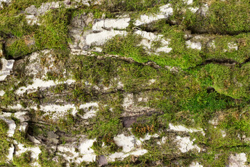 moss on a tree