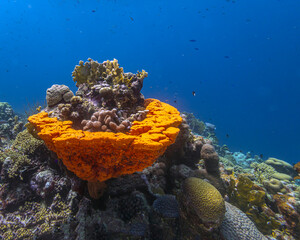 Naklejka na ściany i meble Caribbean coral garden