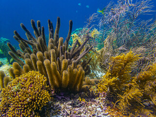 Caribbean coral garden