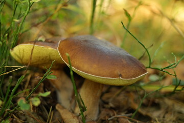 mushroom in the forest