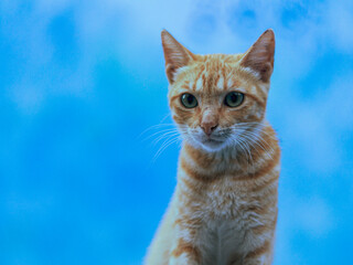 Portrait of an orange tabby cat with green eyes on a blue background 