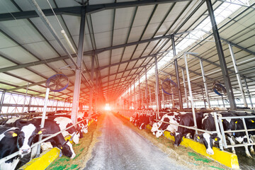 Indoor hangar cow farming. Ranch milk farm industry.