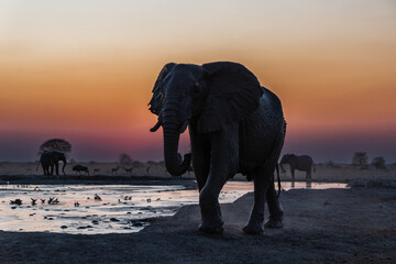 African Elephant walking in the sunset Botswana