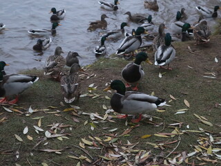 Fototapeta premium Ducks and drakes on the shore and in the water