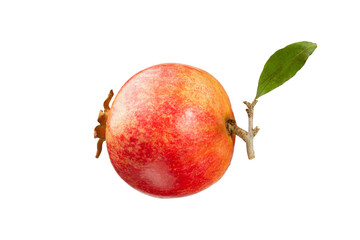 Pomegranate and branch with leaves isolated on white background. With clipping path. Full depth of field. Focus stacking