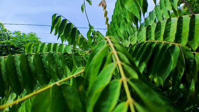 4k video recording Close up of green starfruit that is between tree branches with a moving camera style, perfect for cinematic videos