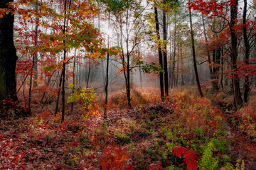 autumn in the forest