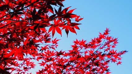 青空に映える真っ赤なモミジ