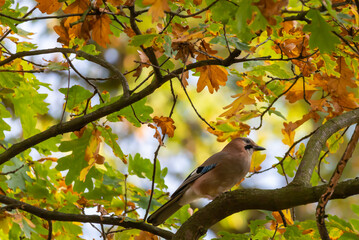Eurasian Jay (Garrulus glandarius) close up.