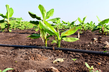 Small banana plants growing in a banana garden, Planting a banana plantation grows on an area of deep, Humid, Organic water with a piped water system, In India