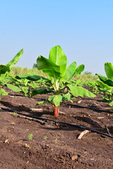Small banana plants growing in a banana garden, Planting a banana plantation grows on an area of deep, Humid, Organic water with a piped water system, In India
