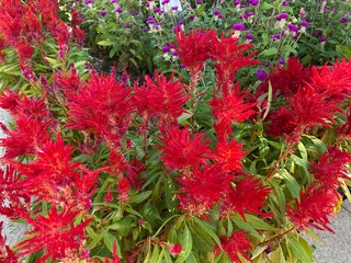 A bank of red Cockscomb flowers.
