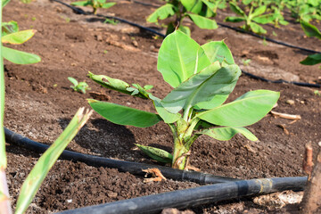 Small banana plants growing in a banana garden, Planting a banana plantation grows on an area of deep, Humid, Organic water with a piped water system, In India