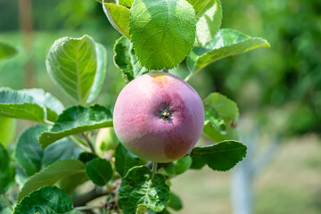 Photography on theme beautiful fruit branch apple tree