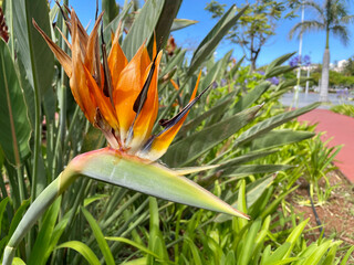A bird of paradise flower at the port of the city of Funchal on the island of Madeira in Portugal