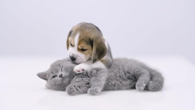 Playful Beagle puppy bites and licks sleepy kitten. isolated on white background
