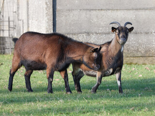 Obraz premium Two cute brown goats playing