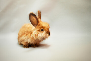 Cute little red rabbit on a lilac background, looking curious.