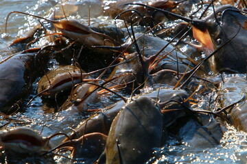 Large catfish swim in a river in northern Israel.