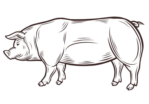 Pig illustration