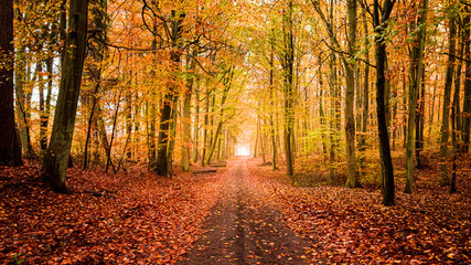 Fototapeta premium Leafy footpath at autumn in forest, Poland