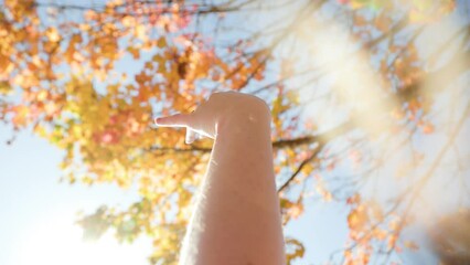 Hand reaching up to fall leaves, autumn scene, dreamlike, abstract concept, fall colors, happy place, nature park, slow motion. 4K 24PFS - Powered by Adobe