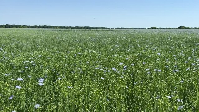Cultivated field crops flowering plant Flax Linseed Linum usitatissimum.