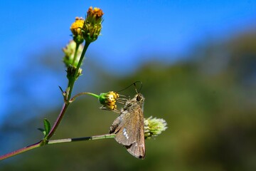 秋の草原で見られる小さなかわいいチョウイチモンジセセリ