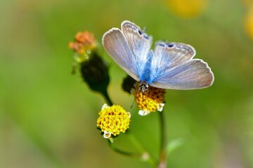 秋の草原で見られる身近なかわいいチョウ、ウラナミシジミ