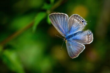 秋の草原で見られる身近なかわいいチョウ、ウラナミシジミ