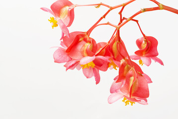 Pink flowers of the inflorescence of a houseplant begonia