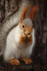 portrait of cute squirrel sitting on a stub in autumn park