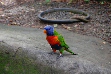 Oiseau en Guadeloupe