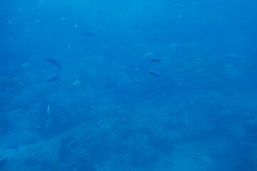 Fond marin en Guadeloupe