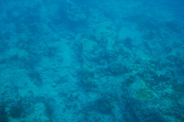 Obraz premium Fond marin en Guadeloupe