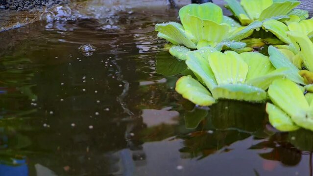 4k video footage Close up of Watercress or Pistia stratiotes Linnaeus on water and water drops on a mini black rock fish pond, very beautiful for cinematic videos