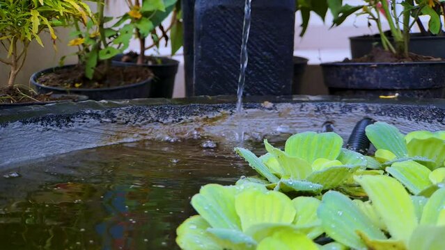 4k video footage Close up of Watercress or Pistia stratiotes Linnaeus on water and water drops on a mini black rock fish pond, very beautiful for cinematic videos