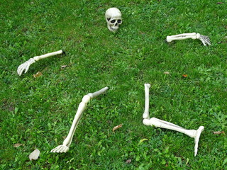 Obraz premium Teile eines künstlichen, menschlichen Skeletts ausgebreitet auf einer Wiese