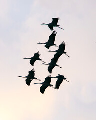 Vol de grues cendrées sur le bassin d'Arcachon