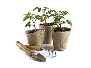 tomato seedlings in ecological organic pots and gardening tools