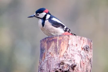 Foto op Aluminium Grote Bonte Spech    Great spotted woodpecker © Holland-PhotostockNL