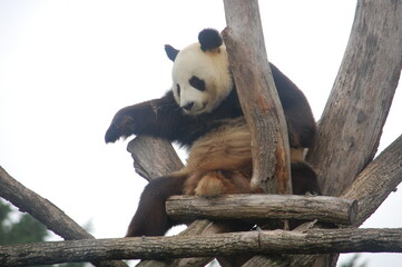 Fototapeta premium Panda