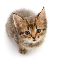 Kitten on white background.