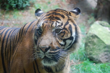 Tigre dans le zoo de Beauval