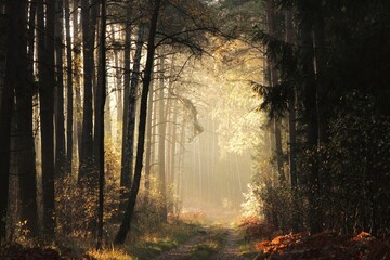 A dirt road through the forest on misty morning in mid-October