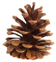 Close up of a conifer cone