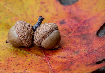 Close-up of two acorns on a colorful autumn oak leaf on a cold day in October.