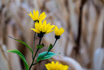 Close-up of the yellow flowers on a wild sunflower plant that is growing by the edge of a corn...