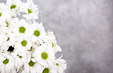 Close-up of white chamomile chrysanthemums on a gray background.