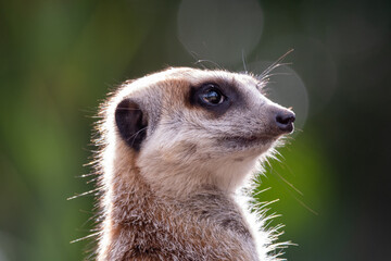Fototapeta premium meerkat looking up